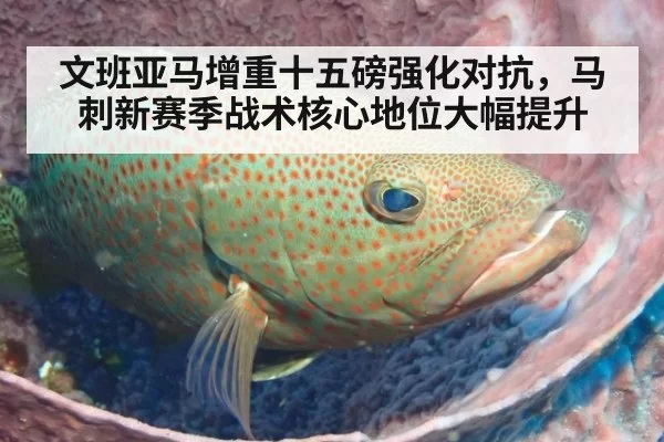 文班亚马增重十五磅强化对抗,马刺新赛季战术核心地位大幅提升